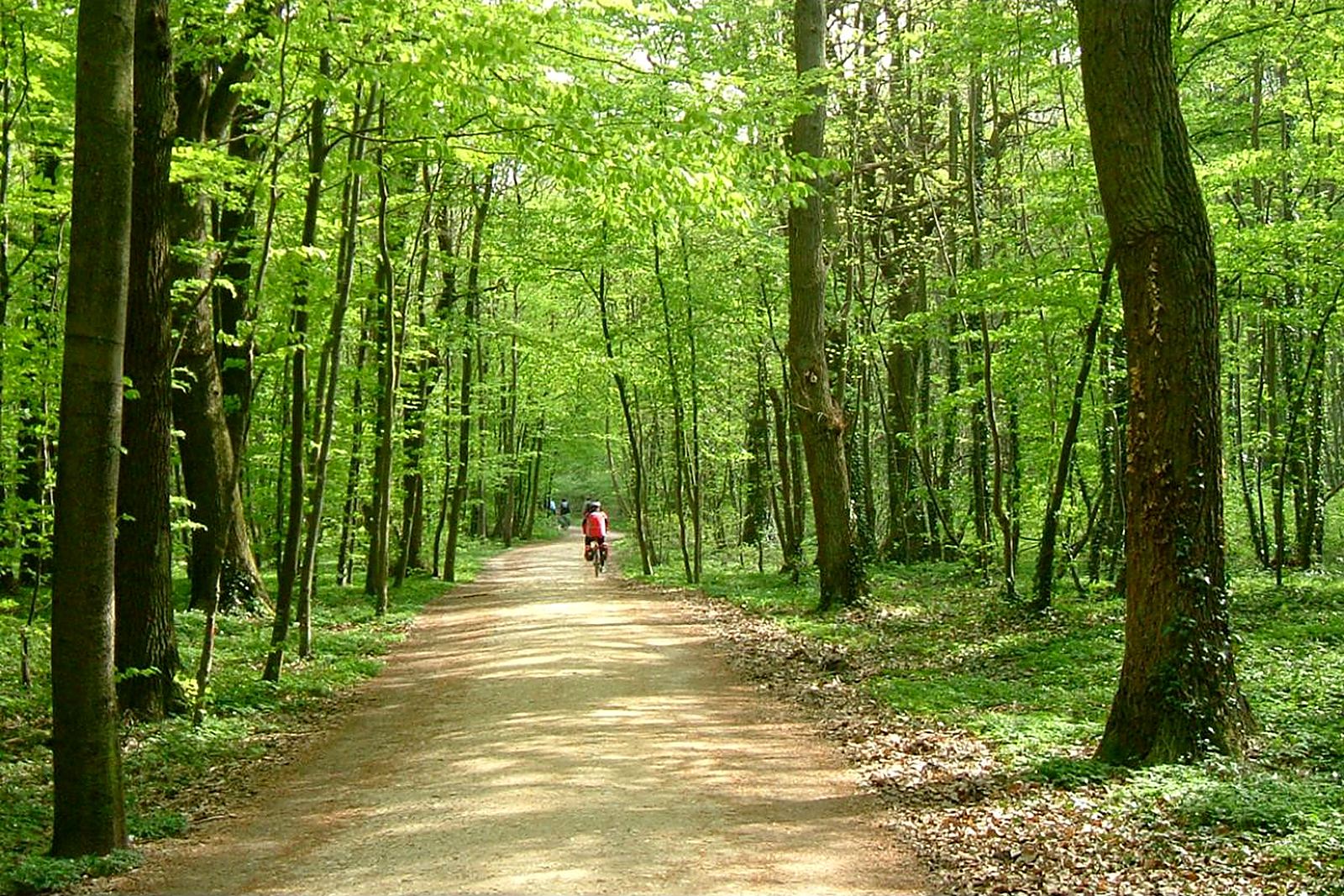Waldweg im Bergischen Land